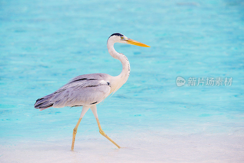 来自马尔代夫的苍鹭(Ardea cinerea)